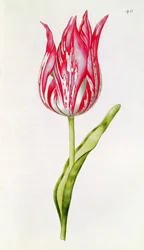 Tulipano, da 